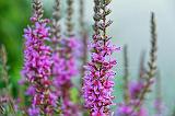 Purple Loosestrife_25803